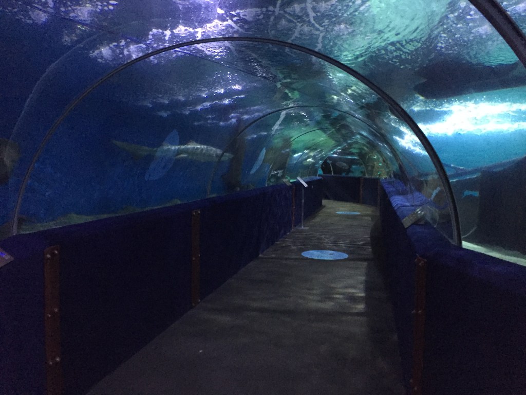 Greater Cleveland Aquarium Shark SeaTube